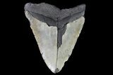 Bargain, Megalodon Tooth - North Carolina #82919-1